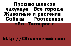 Продаю щенков чихуахуа - Все города Животные и растения » Собаки   . Ростовская обл.,Таганрог г.